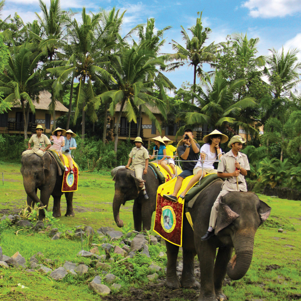 elephant