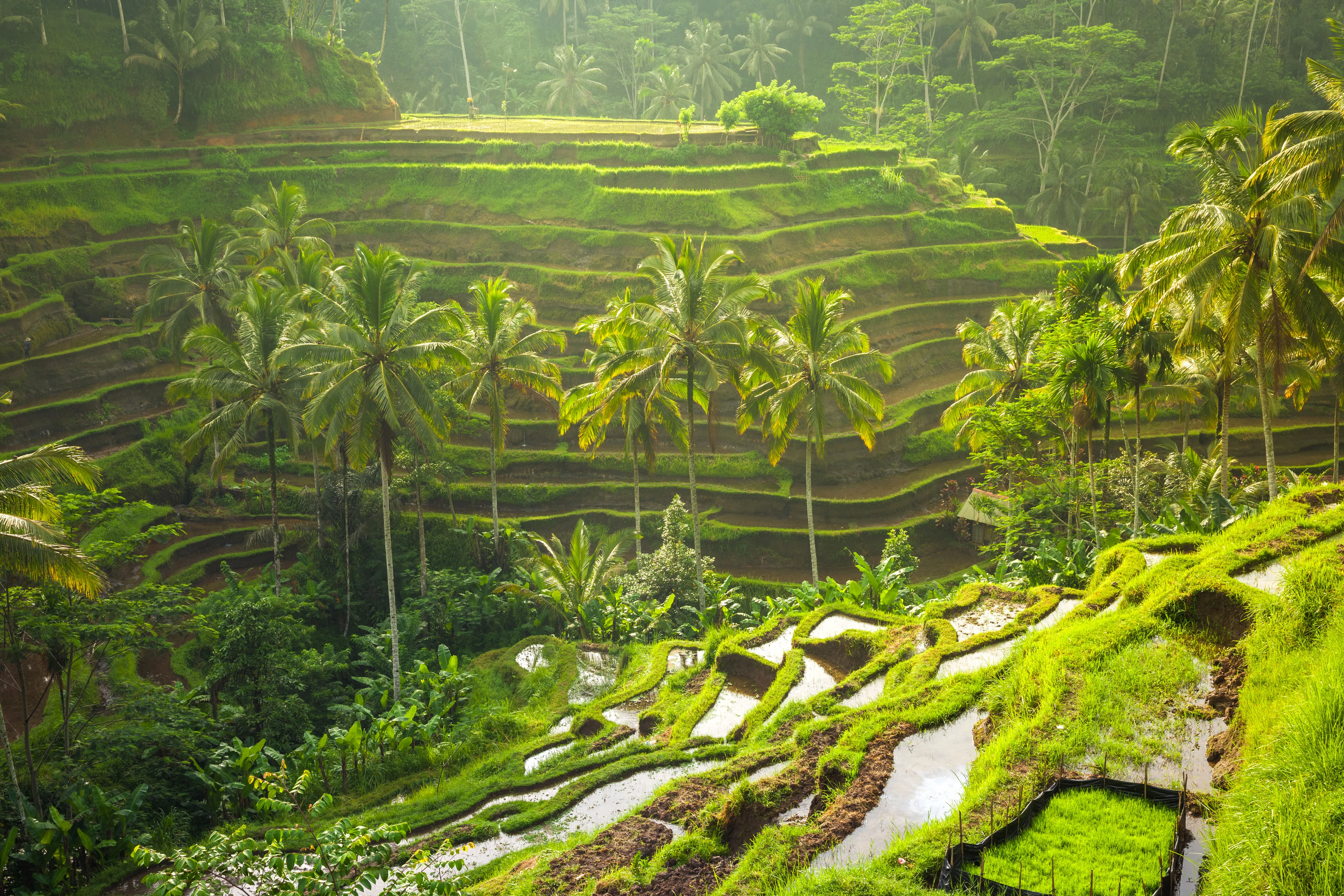 Rice Terrace Walk