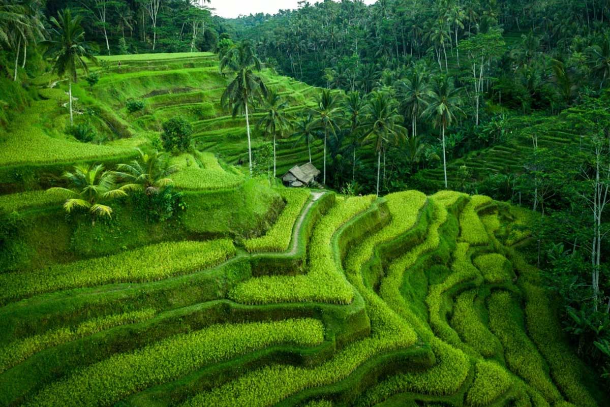 Tegalalang Rice Terrace Ubud Tour